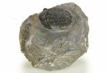 Detailed Proetid (Gerastos) Trilobite Fossil - Morocco #323186-3